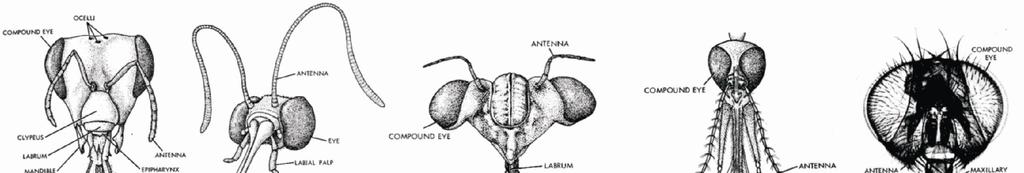 The insects may be divided into five groups on the basis of their mode of development. 1. Ametabola insects metamorphosis absent. The young ones resemble adult. Eggs Young Adult ex.