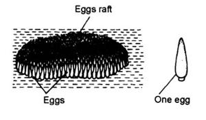 Table : Differences between Culex and Anopheles Culex Anopheles Eggs 1.