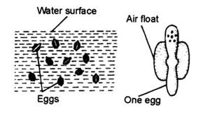 Rafts are not formed 3. Egg cigar-shaped Egg boat-shaped 4. Egg without lateral air float.