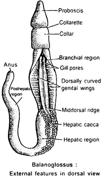Body cavity is enterocoelus, that is divided into Protocoel, Mesocoel and Metacoel. 7. Mostly ciliary feeders. Complete alimentary canal is present in digestive system. This is straight or U - shaped.