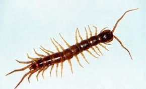 segment Centipedes