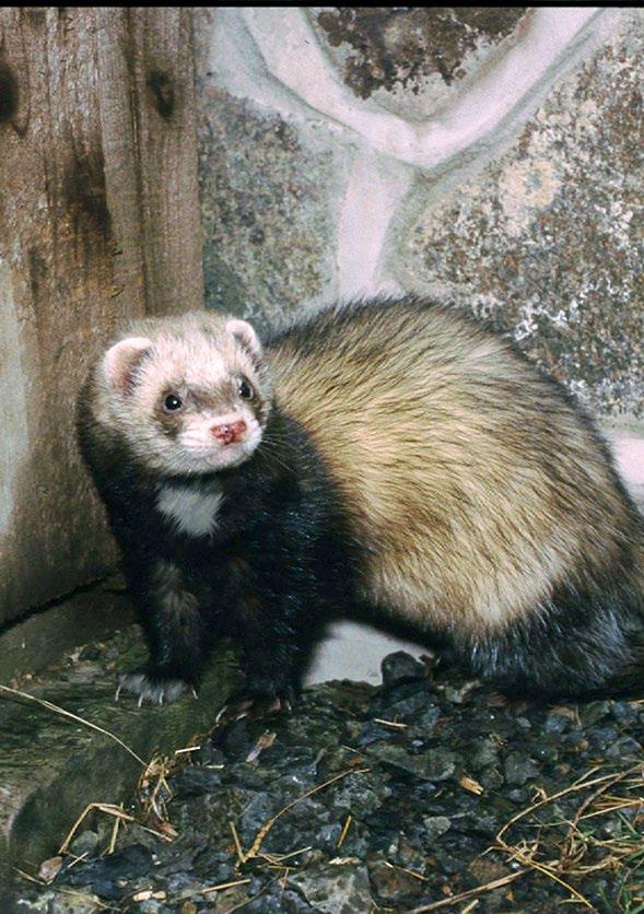 Introduction The polecat (Mustela putorius) is expanding its range in Britain, and in many areas across Britain, ferrets (Mustela furo) occur either as individuals recently lost from captivity or as
