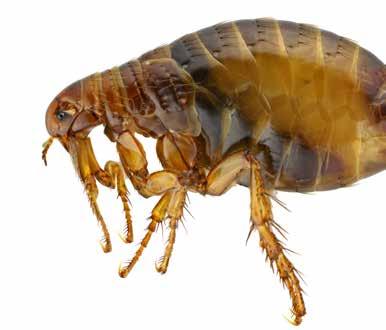 A Strategy for Flea Control Fleas are a continuing problem in public health and cases of incomplete control following insecticide treatment are occasionally reported especially at the height of the