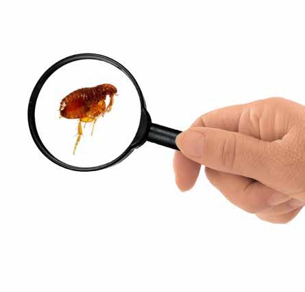 Procedure for identifying and control 1. Survey Survey the problem to identify the focus of infestation. Identify the flea species causing the problem.