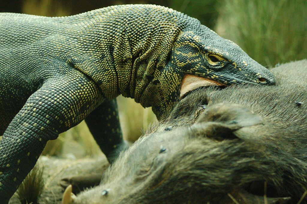 Komodo Dragon Diet Chomp! Komodo dragons eat food to get energy so they can survive. Did you know, if a komodo dragon is very hungry they can eat deer? In fact they eat everything on the island!