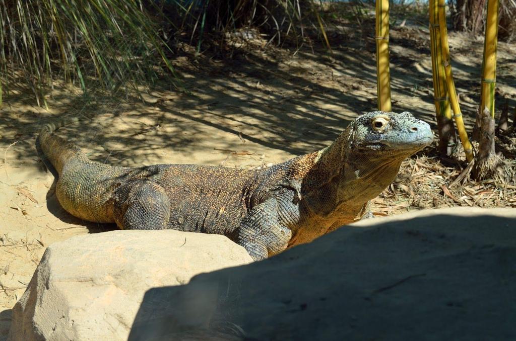 The Life of a Komodo Dragon Have you ever wondered what a komodo dragon s life cycle is? Komodo dragons have life cycles to make more of its own kind.