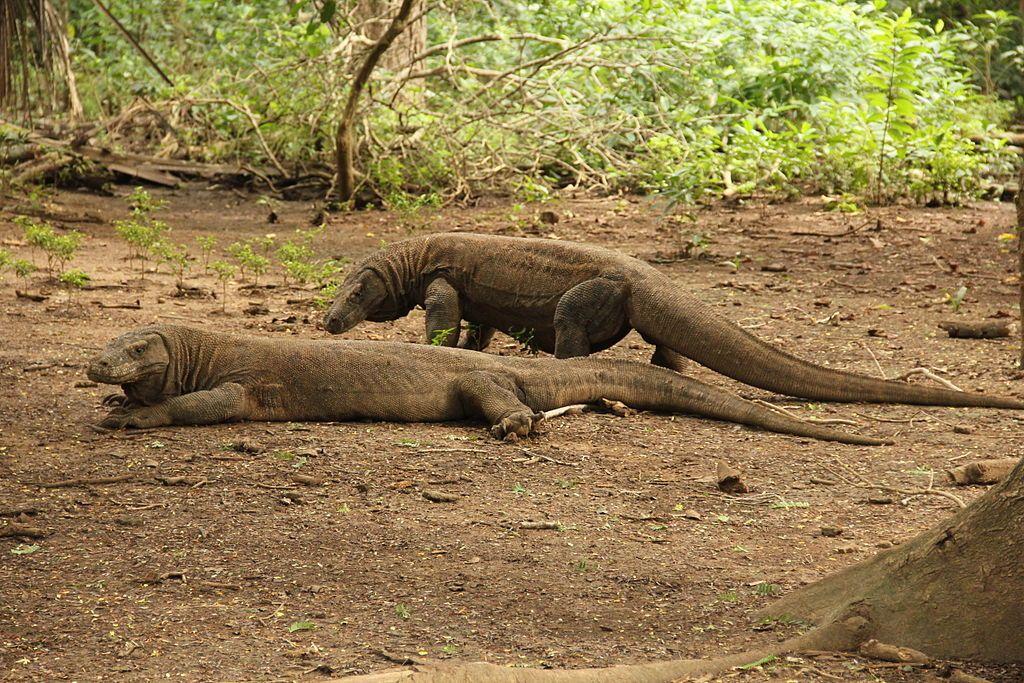 Related to a Komodo Dragon Have you ever wondered if komodo dragons travel in groups? Komodo dragons are related to other animal species.