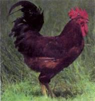 STARA ZAGORA/ STAROZAGORSKA RED CHICKEN Standard characteristics: Cock weight: 3,0-3,5 kg Hen weight: 2,3-2,5 kg Laying capacity: