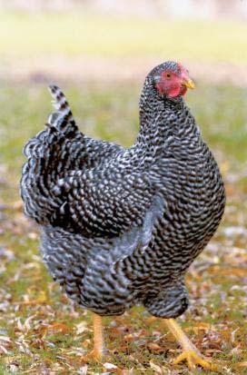 Dual-purpose chicken These breeds were developed to lay a reasonable number of eggs and still produce a good carcass Egg production and growth are negatively correlated, this means that when you