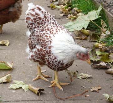 Dual purpose breeds Rhode Island Red Plymouth Rock