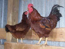 Rhode Island Red Developed in New England, Massachusetts and Rhode Island early 1900 s Red or white