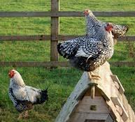 Wyandotte Originated in New York State in the late 1800 s with the original Silver Laced Wyandotte known as