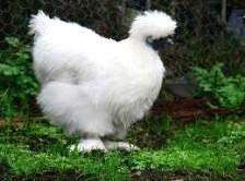 Introduction Chickens come in two sizes: Standard or Large fowl These are the normal size birds Silkies Bantam A miniature size chicken or duck, usually about ¼ of the