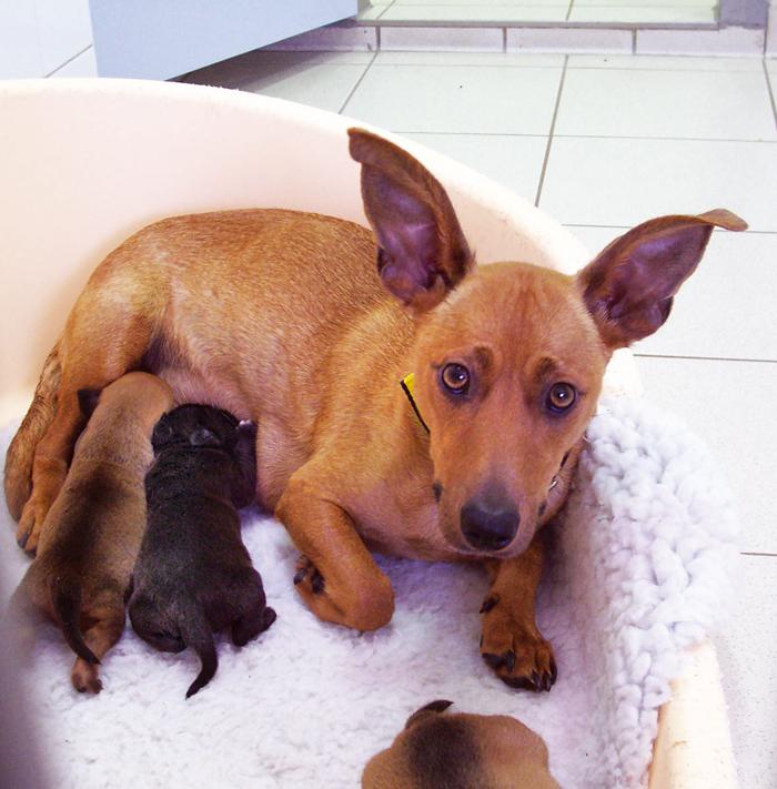 The centre has a puppy block, where mums and pups can be cared