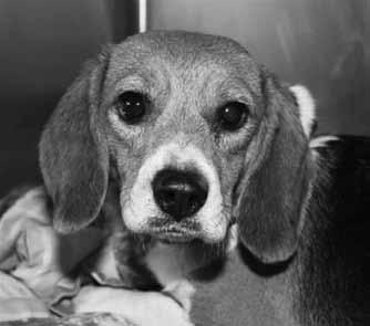 special lady named Joy Guckert Mason had already fallen in love with this beautiful Beagle girl.