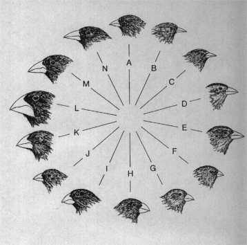 Adaptive Radiation One would expect that each island would have only one species, however, each island has more than one species of finch and