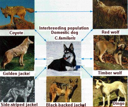 Limited Interbreeding Each Canis species will interbreed with the domestic dog but not readily with one another.