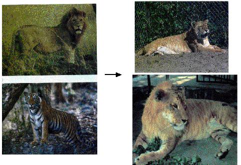 Limited Interbreeding Tigers and lions will interbreed in captivity, but they do not interbreed in nature.