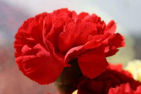 The colors of Scarlet Carnations vary from white, to pink, to purple.