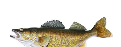 Fish in Ohio I am the Walleye, Ohio s state fish. The state record for me is 18 lbs. and 6 oz(about 8.16 kilograms).