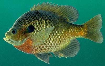 I have great hearing and a good sense of smell. I am the most common fish in Ohio, the Bluegill.