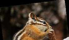 Chipmunks are small, striped squirrels native to NorthAmerica.