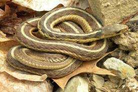 Ohio Reptiles Garter Snake- Bugs, earthworms, leeches, lizards, amphibians, birds, fish, toads, rodents, frogs, and tadpoles are the diet for this animal.