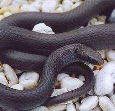 It is poisonous but it was thought not to be. The saliva is toxic only to amphibians. Black Racer-This is the Ohio State Reptile. It eats rats, mice, and lizards mostly.
