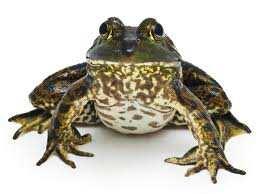 They only eat insects and larva, but they can lay 400 eggs on submerged plants and rocks. Bullfrog The American Bullfrog is Ohio s state Amphibian. It is a carnivore. It grows 3.6 to 6 in.(9.