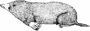 ## Moles live in underground tunnels which they dig themselves. They are good at digging, and they eat earthworms and other small animals. (a) Look at the drawing of a mole.