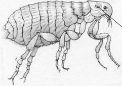 (c) Cat fleas are insects that live on the skin of a cat and suck the cat s blood. The drawing below shows a cat flea.