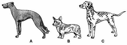 2. feature... reason...... (b) The drawings below show three dogs. They all look different.