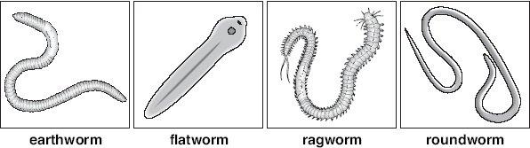 (c) The drawings below show an earthworm and three other worms. not to scale The ragworm belongs to the same group as the earthworm. How can you tell this from the drawings?