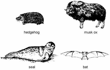 Q3. The drawings show four different mammals. (a) Look at the mammals shown in the drawings. (i) Write the name of one of these mammals which is adapted for swimming.