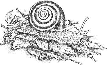 (d) Snails that live in woodland areas are usually brown or red.