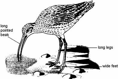 Q7. The drawing shows a bird called a curlew. It feeds on small animals which live in mud by the sea. It lays spotted eggs in a nest on the ground.