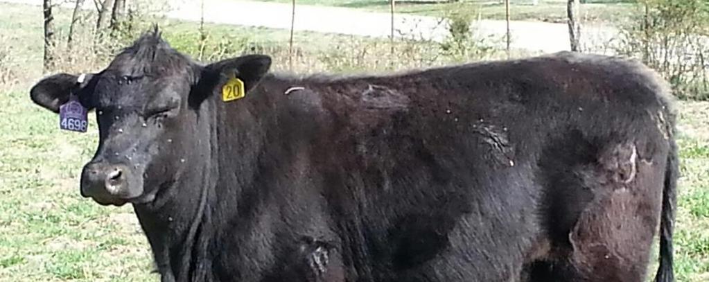 Bred to calve in 30 days. Mr Angus is proving to be a calving ease sire.