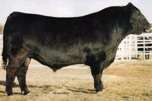 CVR Cattle Company 5 Sunflower supreme replacement heifers AI bred to calve September 4, 06 head 4663, 4665, 4673, 480, 4808, 4809, 483, 4840, 484, 484, 4845, 4847 Uniontown and are out of red and