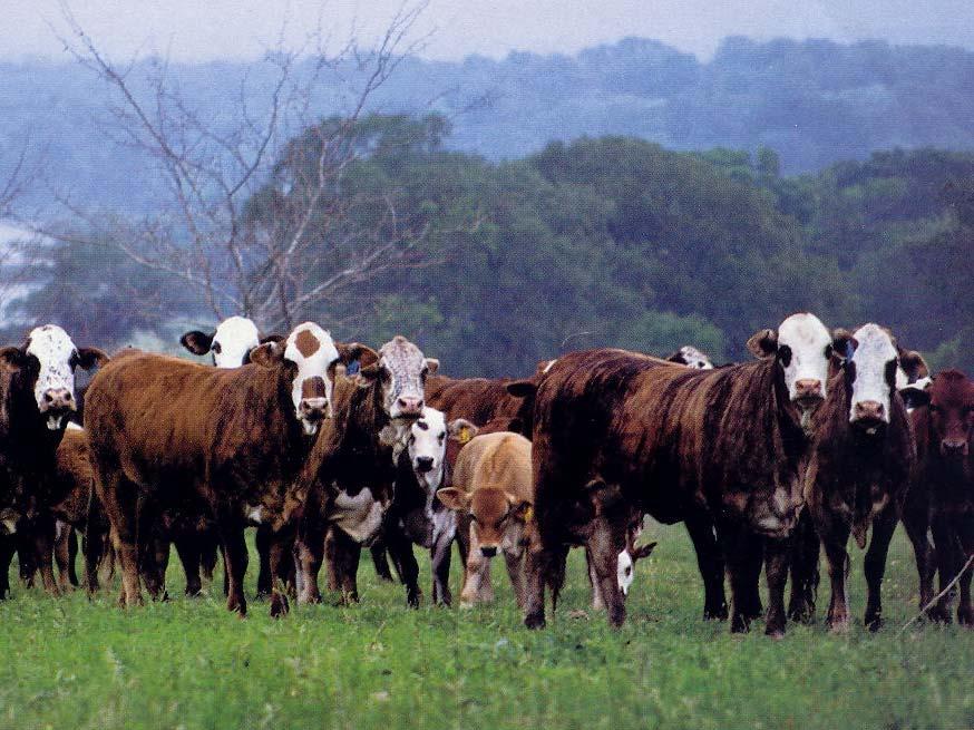 Bringing Feed Efficiency Technology to the Beef Industry in Texas