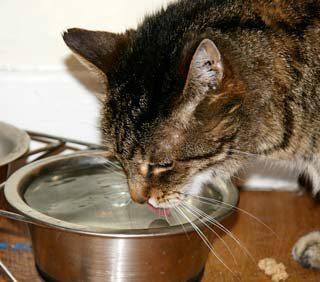 Figure 2. Encouraging water intake is beneficial in preventing many causes of feline lower urinary tract disease. Uroliths in the bladder and/or urethra are an important cause of FLUTD.