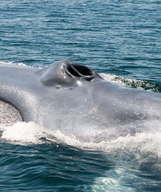 What Makes a Blue Whale a Mammal?