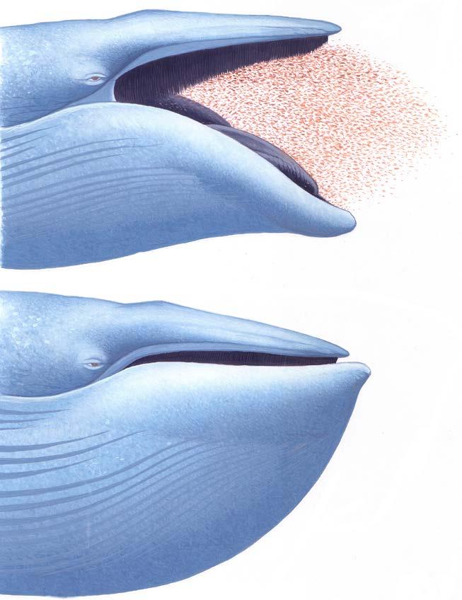 baleen Blue whales have baleen instead of teeth.