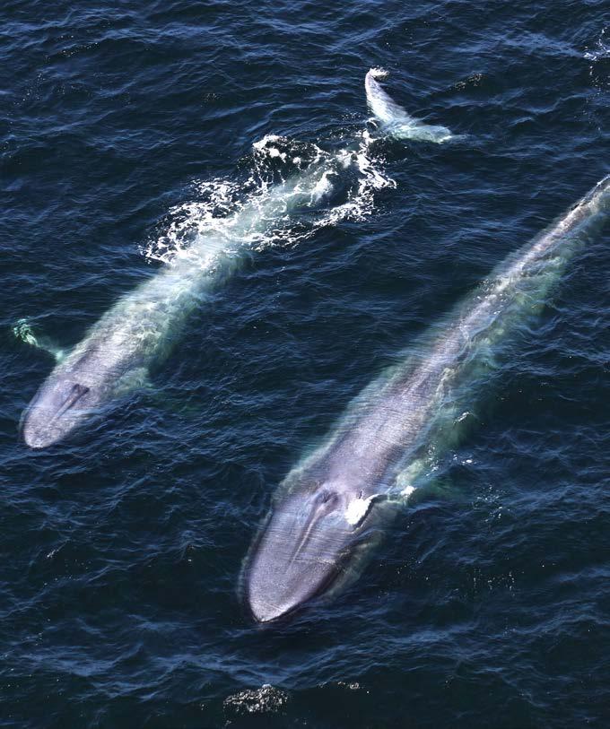 A blue whale mother has one calf at a time. The calf stays with her for a year.