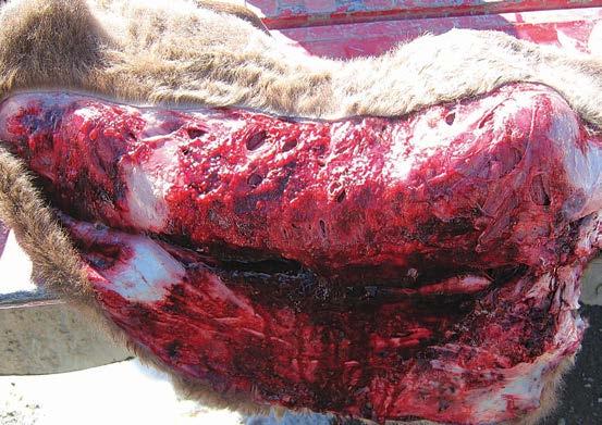 The wolf attack on this spring calf resulted in extensive tissue damage to