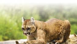 Characteristics of a cougar attack Cougars stalk their prey. When hunting, cougars sneak up on prey and then rush it from a short distance away.they will not pursue their prey over long distances.
