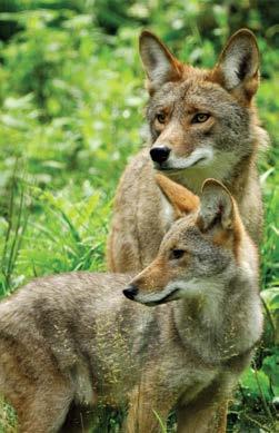 Characteristics of a coyote attack Coyotes attack in a manner similar to both wolves and cougars.