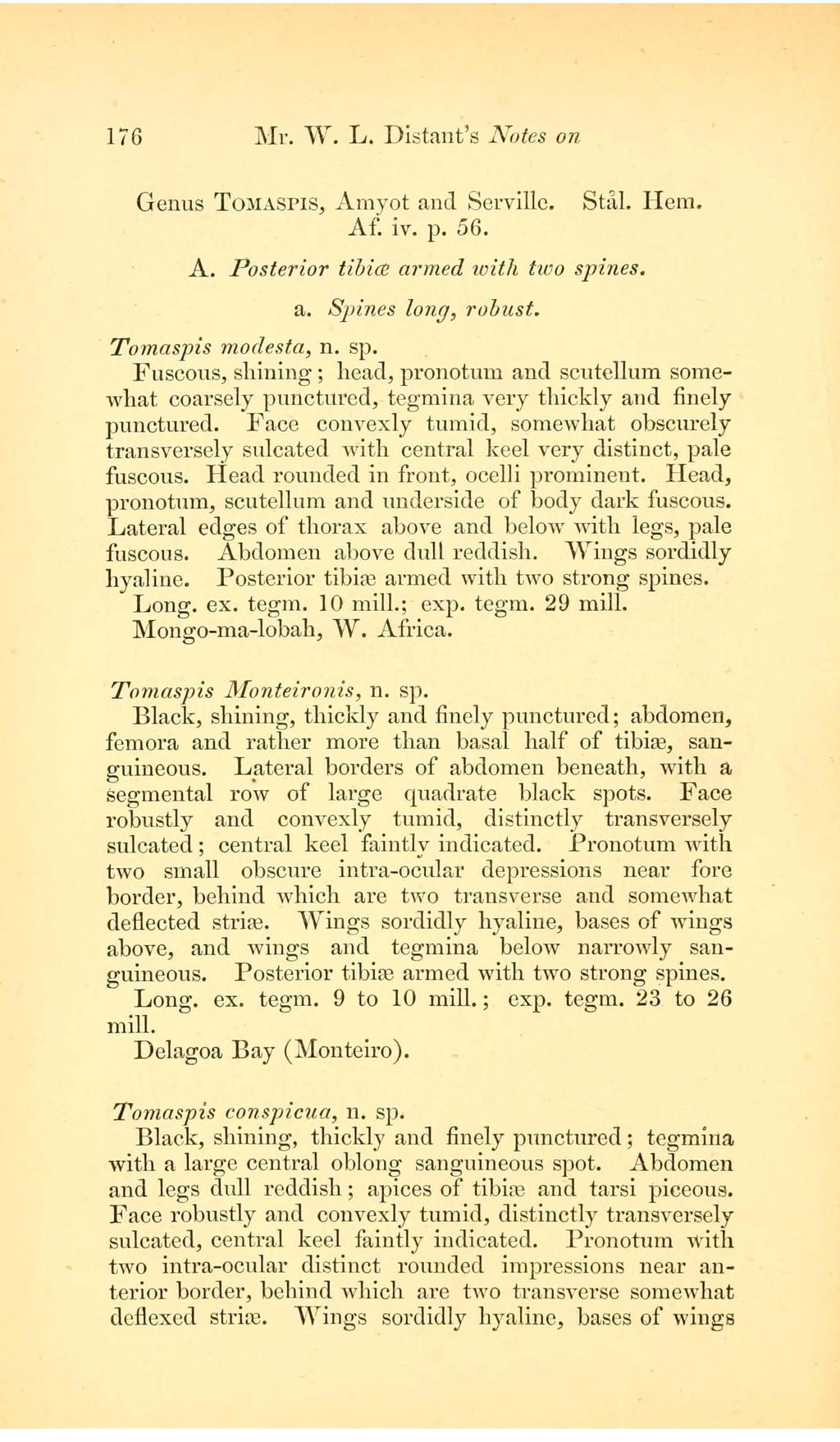 176 JUr. vv. L. Distant's Notes on Genus TOMASPIS, Amyot and Servillc. Still Hem. Af. iv. p. 56. A. Posterior tibice armed with two spi