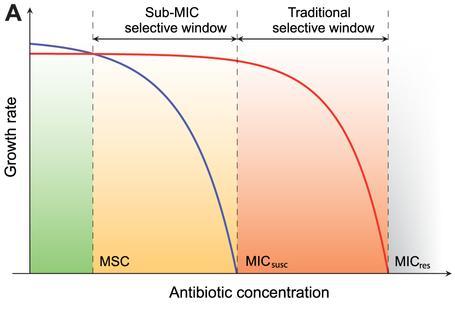 Selection of resistant strains by subinhibitory concentrations of antibiotics