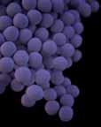 Technical Appendix Vancomycin-Resistant Staphylococcus aureus Methods Vancomycin resistant S. aureus (VRSA) have been a nationally notifiable condition since 2004.