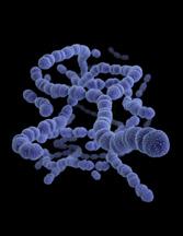 Technical Appendix Drug-Resistant Streptococcus pneumoniae Methods Trends in the incidence of antibiotic-resistant invasive pneumococcal disease per 100,000 persons are from Active Bacterial Core